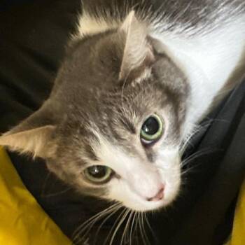 Domestic Short Hair Cats Available for Adoption - CWKH-Stray-4559 | PetCurious