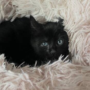 Domestic Short Hair Cats Available for Adoption in Long Beach, California - Zeke | PetCurious