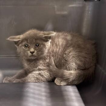 Chess -  Domestic Short Hair Cat for Adoption in Charlottesville, Virginia - Chess | PetCurious