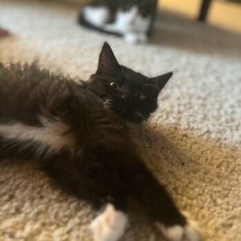 Puffin -  Domestic Short Hair Cat for Adoption in Talent, Oregon - Puffin | PetCurious