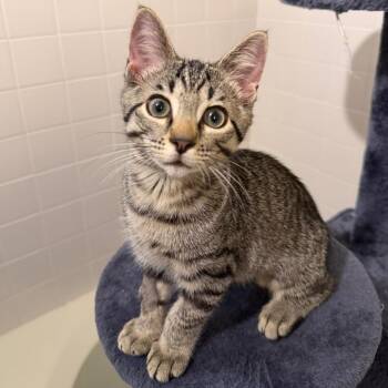 Charlie -  Domestic Short Hair Cat for Adoption in Gibsonia, Pennsylvania - Charlie | PetCurious
