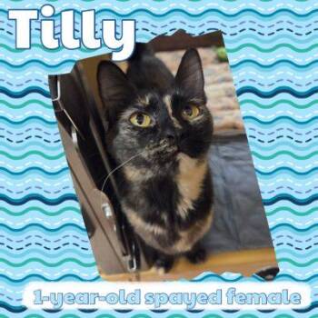 Tilly -  Tortoiseshell Cat for Adoption in Salida, California - Tilly | PetCurious