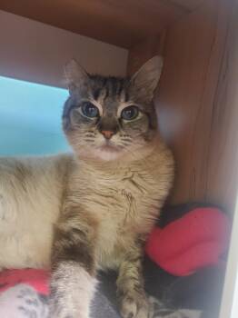 Siamese Cats Available for Adoption in Kirkland, Washington - Crystal & Jewel | PetCurious