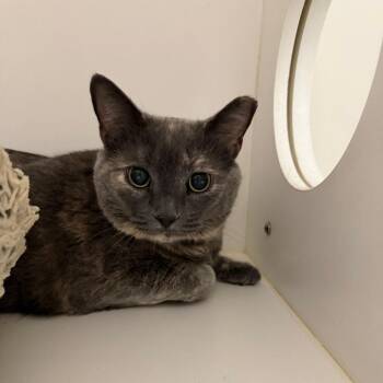 Reba -  Domestic Short Hair Cat for Adoption in Winston-salem, North Carolina - Reba | PetCurious