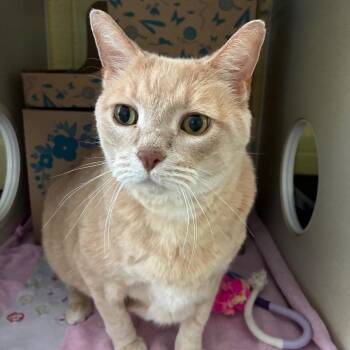 Butterscotch (Holland Cat Cove) -  Domestic Short Hair and Mixed Breed Cat for Adoption in West Olive, Michigan - Butterscotch (Holland Cat Cove) | PetCurious