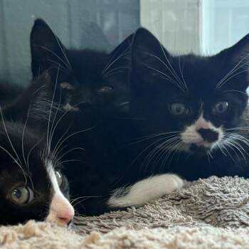 Domestic Short Hair Cats Available for Adoption in East Hanover, New Jersey - Jacks | PetCurious