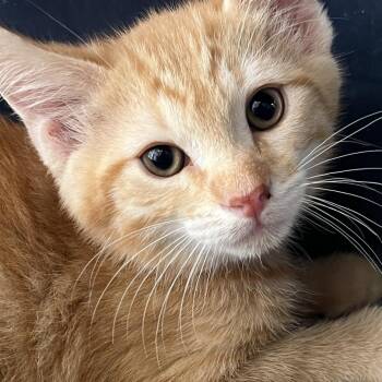 Domestic Short Hair Cats Available for Adoption - Clover | PetCurious