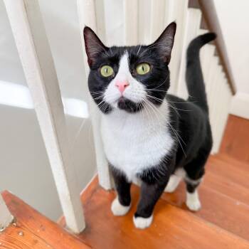 Tuxedo Cats Available for Adoption - Patch, Bonded Pair | PetCurious