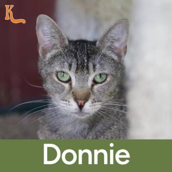 Domestic Short Hair Cats Available for Adoption in Desert Hot Springs, California - Donnie | PetCurious