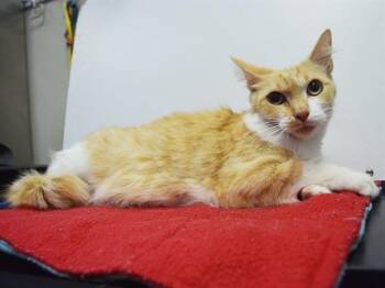 WAFFLES -  Domestic Medium Hair Cat for Adoption in Sacramento, California - WAFFLES | PetCurious