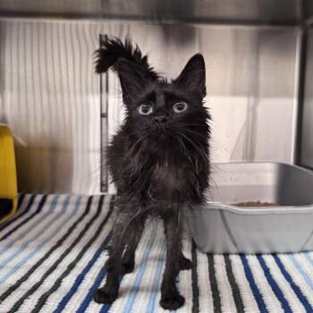 Domestic Medium Hair Cats Available for Adoption in Manhattan, Kansas - Duckling | PetCurious