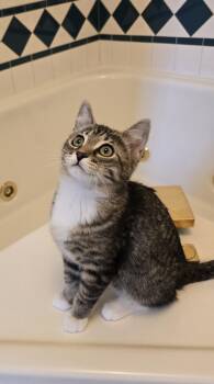Domestic Short Hair Cats Available for Adoption - Prada | PetCurious