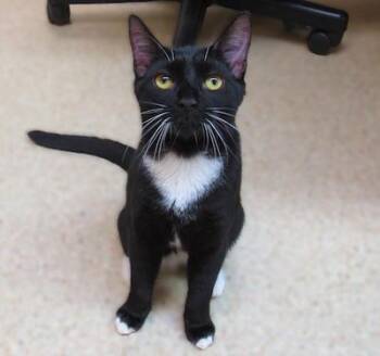 Rescue Tuxedo Cats for Adoption in Palmyra, Virginia - Zeppo | PetCurious