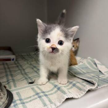 Ash -  Domestic Short Hair Cat for Adoption - Ash | PetCurious