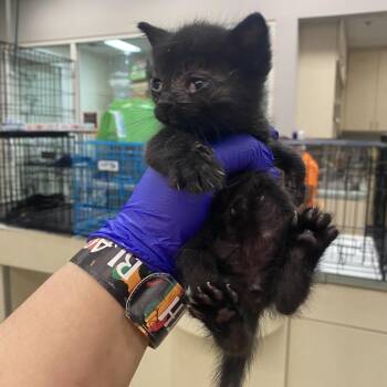 Domestic Short Hair Cats Available for Adoption - Bowling Terms _2_3_4_5 | PetCurious