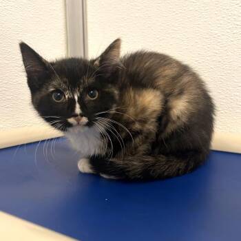 Miney -  Domestic Short Hair Cat for Adoption in Binghamton, New York - Miney | PetCurious