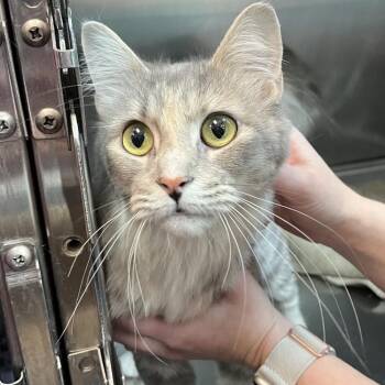 Mika -  Domestic Medium Hair Cat for Adoption in Murray, Utah - Mika | PetCurious