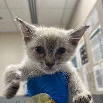 PHARAH -  Siamese and Domestic Short Hair Cat for Adoption in Las Vegas, Nevada - PHARAH | PetCurious