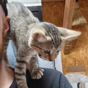 Minnie -  Domestic Short Hair Cat for Adoption in Santa Fe, Texas - Minnie | PetCurious