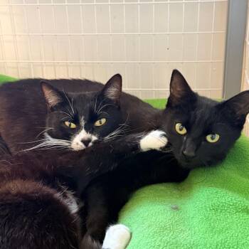 Calligraphy -  Domestic Short Hair Cat for Adoption in Redwood Valley, California - Calligraphy | PetCurious
