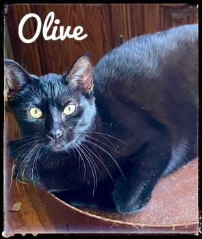 Domestic Short Hair Cats Available for Adoption - Olive | PetCurious