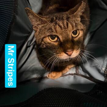Mr. Stripes -  Domestic Short Hair Cat for Adoption in Tampa, Florida - Mr. Stripes | PetCurious