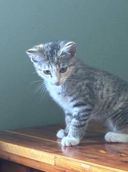 Iris -  Tabby and Domestic Short Hair Cat for Adoption in Buford, Georgia - Iris | PetCurious