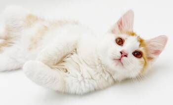 Philly Cheesesteak is SOOOO delicious and poofy - OLD ENOUGH TO  -  Turkish Van and Tabby Cat for Adoption in Bedford Hills, New York - Philly Cheesesteak Is SOOOO Delicious And Poofy - OLD ENOUGH TO  | PetCurious