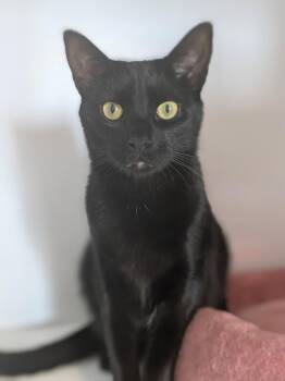 Chuckie -  Domestic Short Hair Cat for Adoption in Alexandria, Virginia - Chuckie | PetCurious