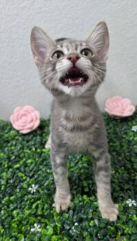 Domestic Short Hair Cats Available for Adoption in Las Vegas, Nevada - Wolf | PetCurious