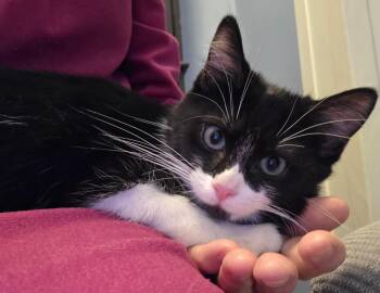 Fabulous & Groovy -  Calico Cat for Adoption in Cleveland, Ohio - Fabulous & Groovy | PetCurious