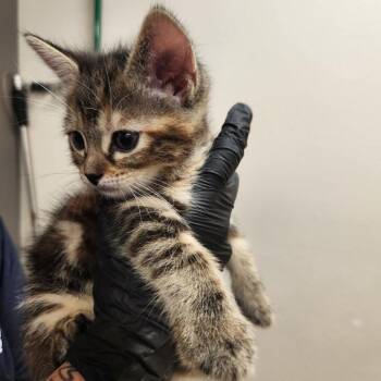 Macie -  Domestic Short Hair Cat for Adoption in Reno, Nevada - Macie | PetCurious