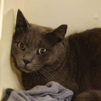 Shadow -  Domestic Short Hair Cat for Adoption in Briarcliff Manor, New York - Shadow | PetCurious