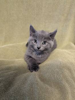 Perry -  Domestic Medium Hair Cat for Adoption in Brockport, New York - Perry | PetCurious