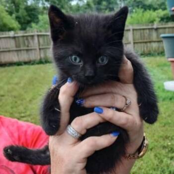 Rescue Domestic Short Hair Cats for Adoption in Danville, Illinois - Bear | PetCurious