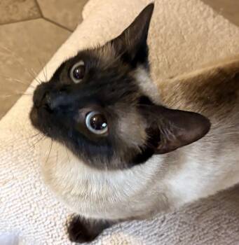Siamese Cats Available for Adoption in Hayward, California - Roma | PetCurious