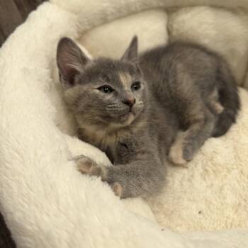 Domestic Short Hair Cats Available for Adoption in San Jose, California - Liv | PetCurious