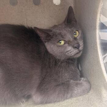 Miami Mint -  Domestic Short Hair Cat for Adoption in Philadelphia, Pennsylvania - Miami Mint | PetCurious
