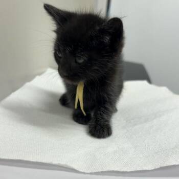 Django -  Domestic Short Hair Cat for Adoption in Chattanooga, Tennessee - Django | PetCurious