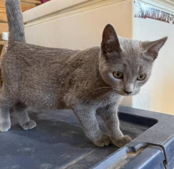 Gracie -  Domestic Short Hair Cat for Adoption in St. Cloud, Minnesota - Gracie | PetCurious