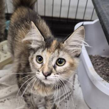 Vicky -  Domestic Medium Hair Cat for Adoption in Cleveland, Mississippi - Vicky | PetCurious