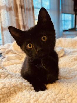 Finn & Olive -  Siamese and British Shorthair Cat for Adoption in Walnut Creek, California - Finn & Olive | PetCurious