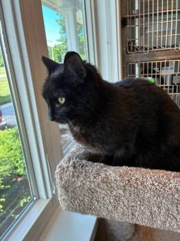 Echo -  Domestic Short Hair Cat for Adoption in Sidney, Ohio - Echo | PetCurious