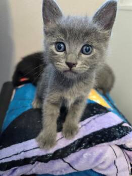 CHARLES -  Domestic Short Hair Cat for Adoption in Kent, Washington - CHARLES | PetCurious