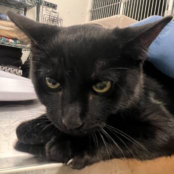 Rescue Domestic Short Hair Cats for Adoption in Las Cruces, New Mexico - Spot | PetCurious