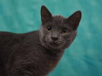 Pinwheel -  Domestic Short Hair Cat for Adoption in Portland, Oregon - Pinwheel | PetCurious