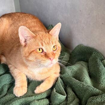 Domestic Short Hair Cats Available for Adoption in Portage, Michigan - Sawyer | PetCurious