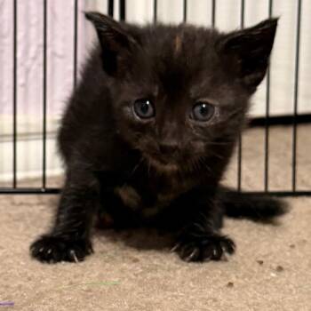 Domestic Short Hair Cats Available for Adoption in Boerne, Texas - Dublin | PetCurious