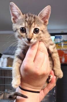 Domestic Short Hair Cats Available for Adoption in Albemarle, North Carolina - Vivi | PetCurious