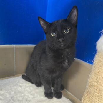 Darma -  Domestic Short Hair Cat for Adoption in Wickenburg, Arizona - Darma | PetCurious